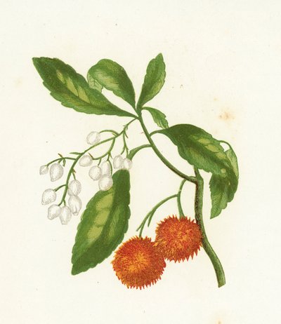 Erdbeerbaum, Arbutus Unedo von English School